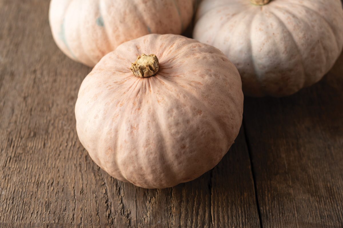 Winter Blush - Organic (F1) Kabocha Squash Seed