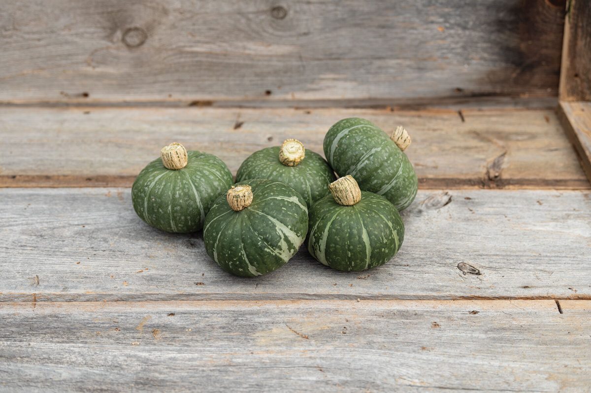 Sweet Jade - Organic (F1) Kabocha Squash Seed