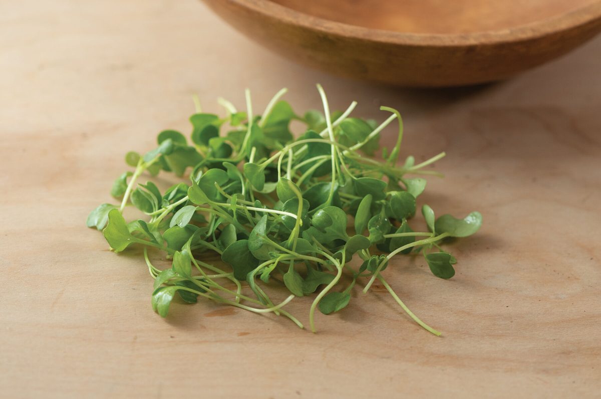 Kale, Bright Green Curly - Organic Microgreen Seed