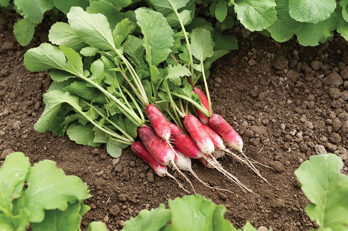 French Breakfast - Organic Radish Seed