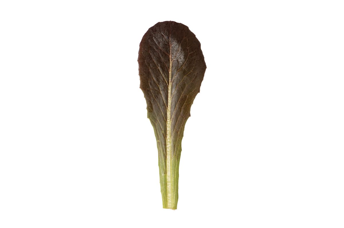 Powerhouse - Lettuce Seed