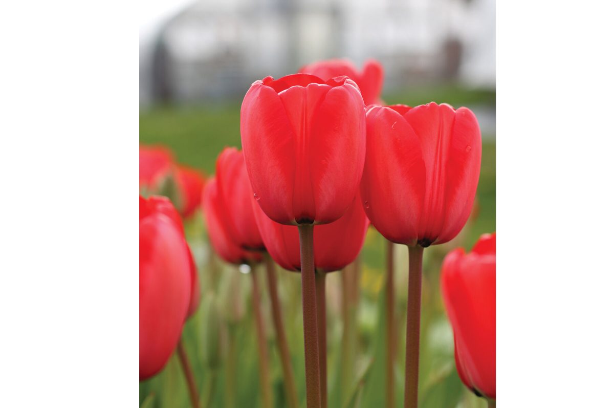 Red Impression - Tulip Bulb - Image 2