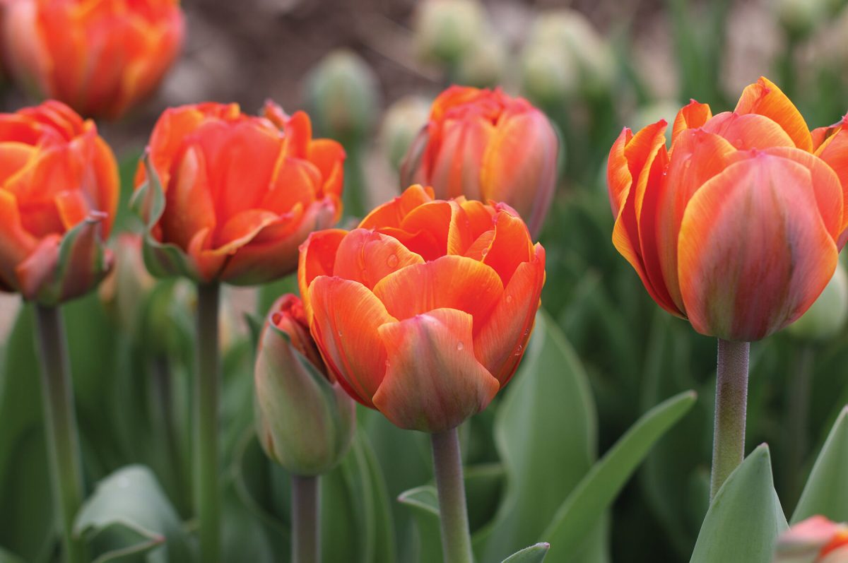 Queensday - Tulip Bulb - Image 2