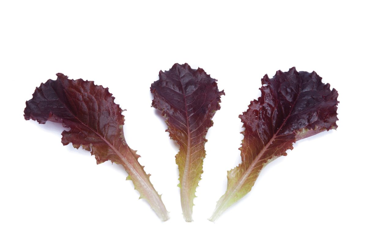 Alboreto - Lettuce Seed