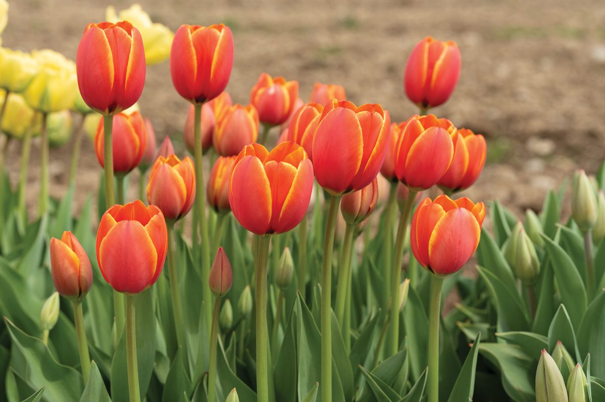 World's Favorite - Tulip Bulb