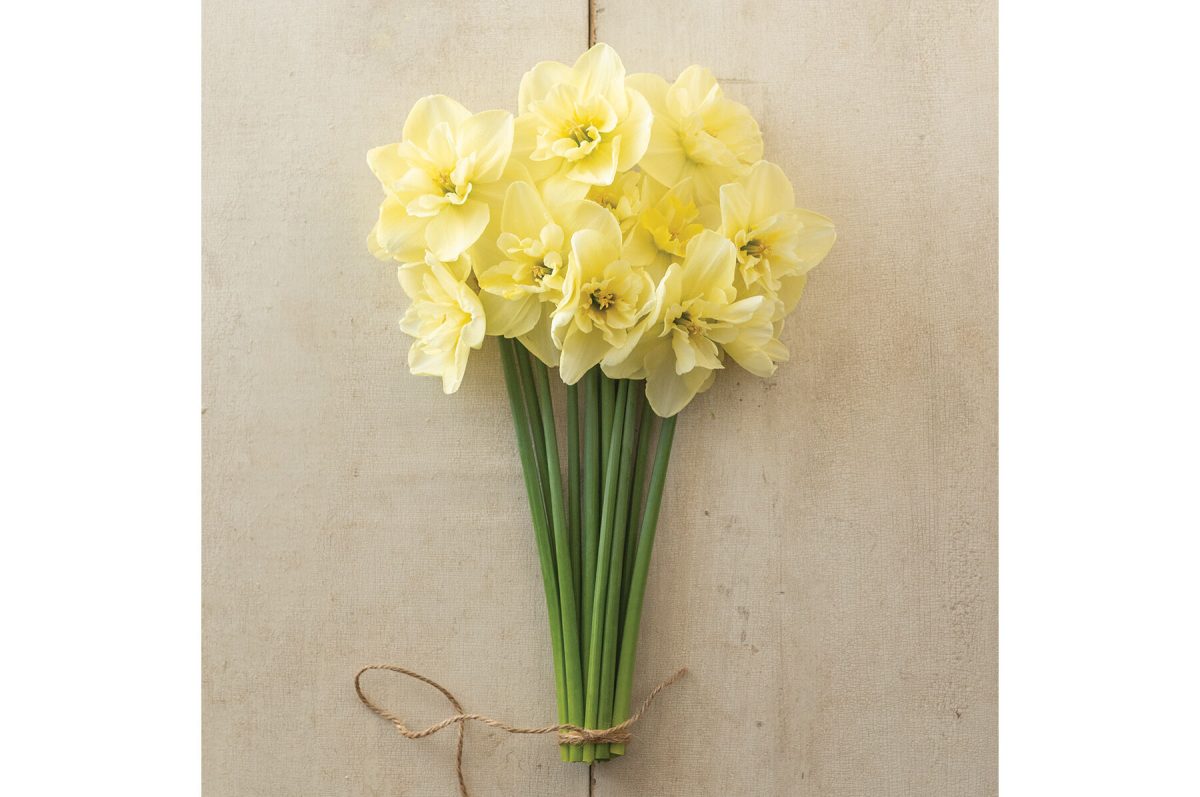 Dancing Moonlight - Narcissus Bulb