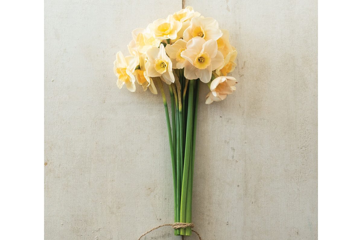 Prosecco - Narcissus Bulb