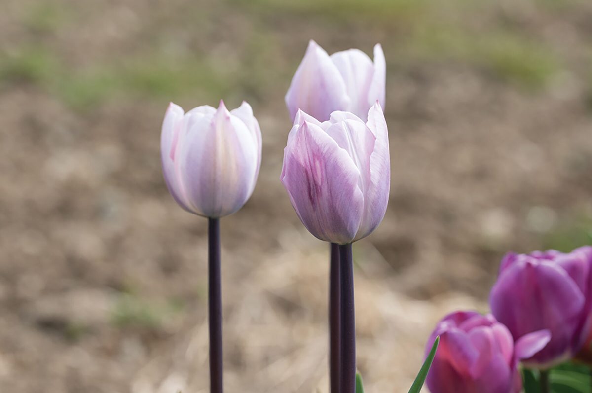 Silver Cloud - Tulip Bulb