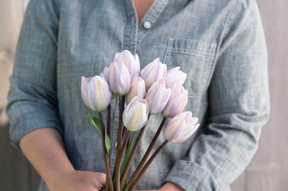 Silver Cloud - Tulip Bulb - Image 2