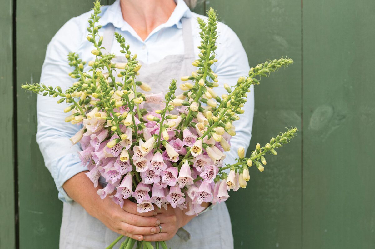 Camelot Lavender - (F1) Digitalis Seed