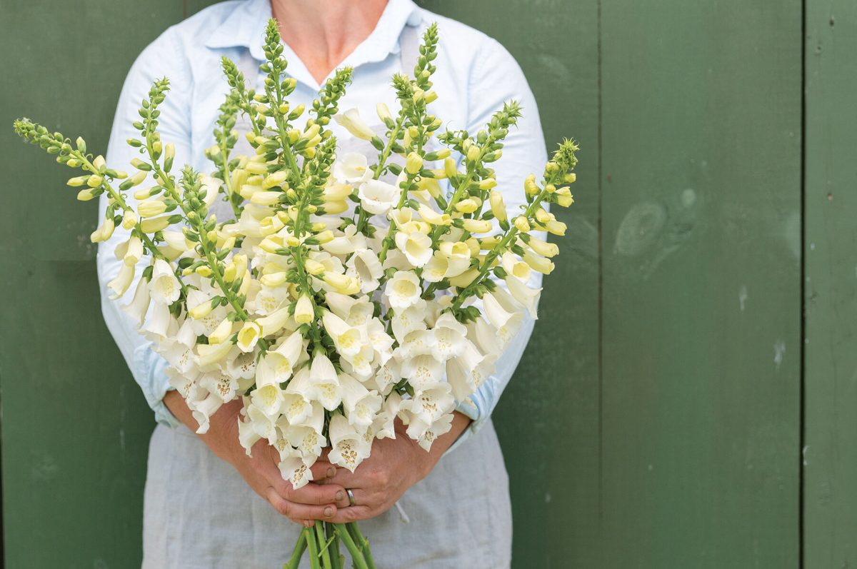 Camelot White - (F1) Digitalis Seed