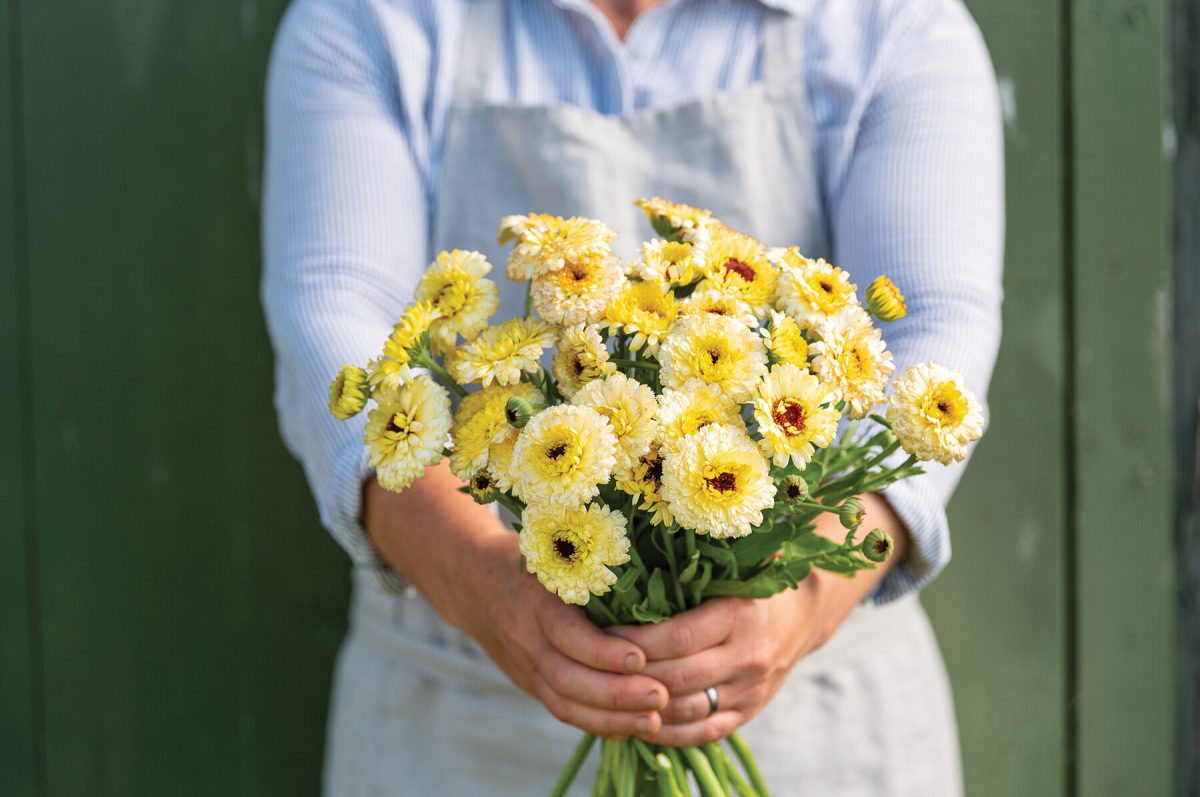 Ivory Princess - Calendula Seed