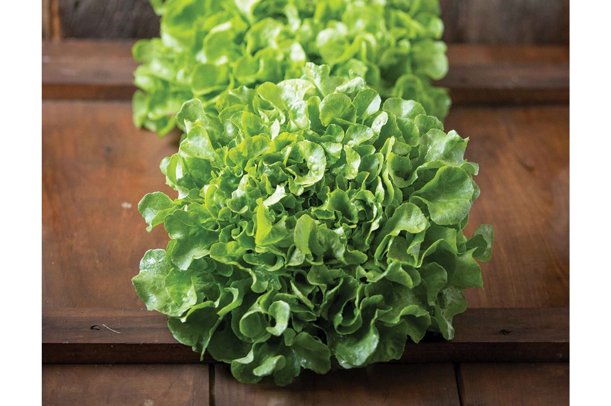 Bauer - Organic Lettuce Seed