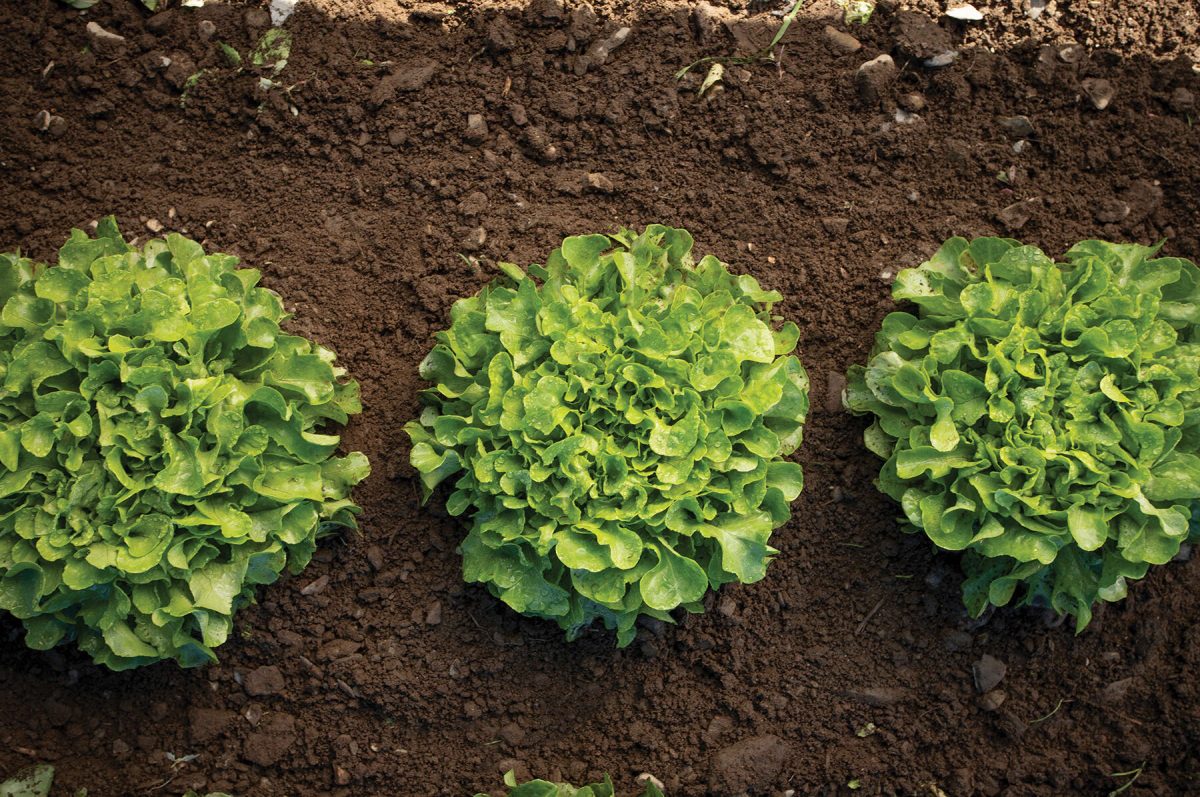 Bauer - Organic Lettuce Seed - Image 2