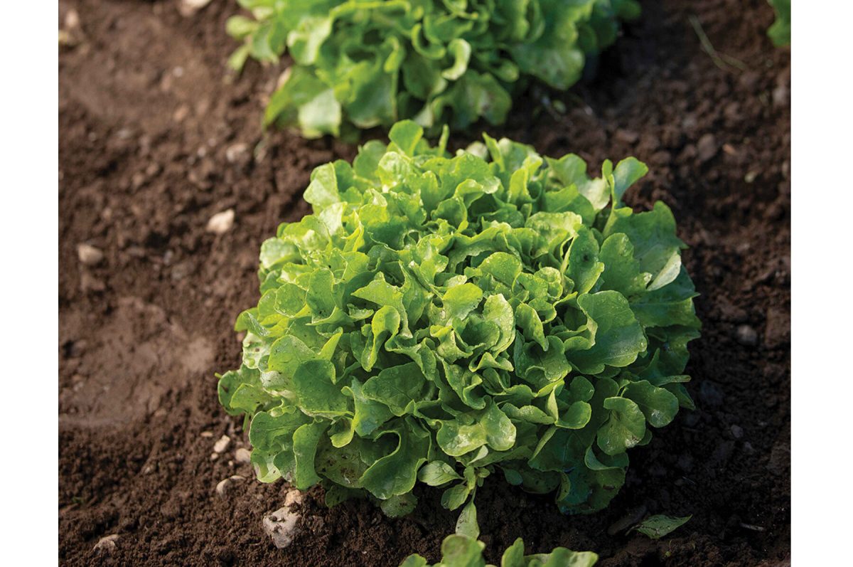 Bauer - Organic Lettuce Seed - Image 2