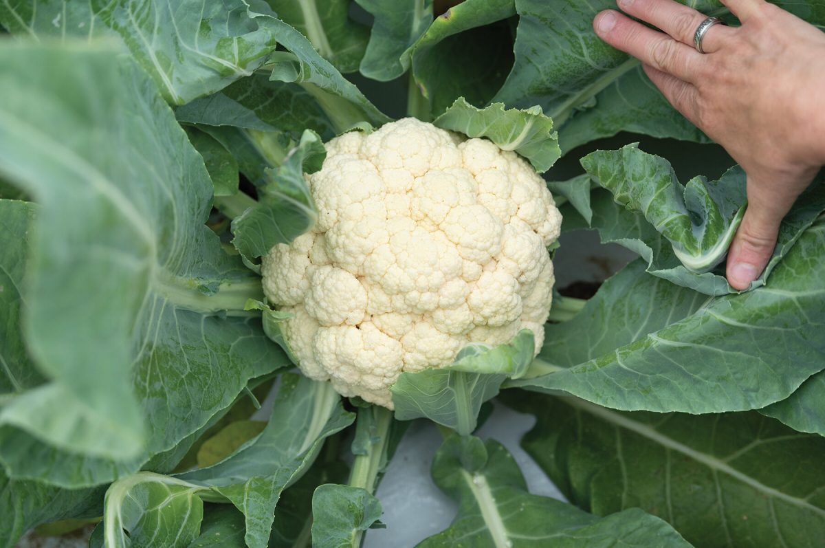 EarliSnow - (F1) Cauliflower Seed - Image 2