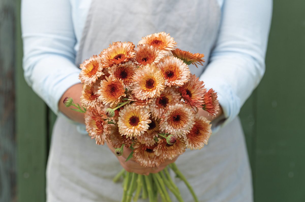 Orange Flash - Calendula Seed