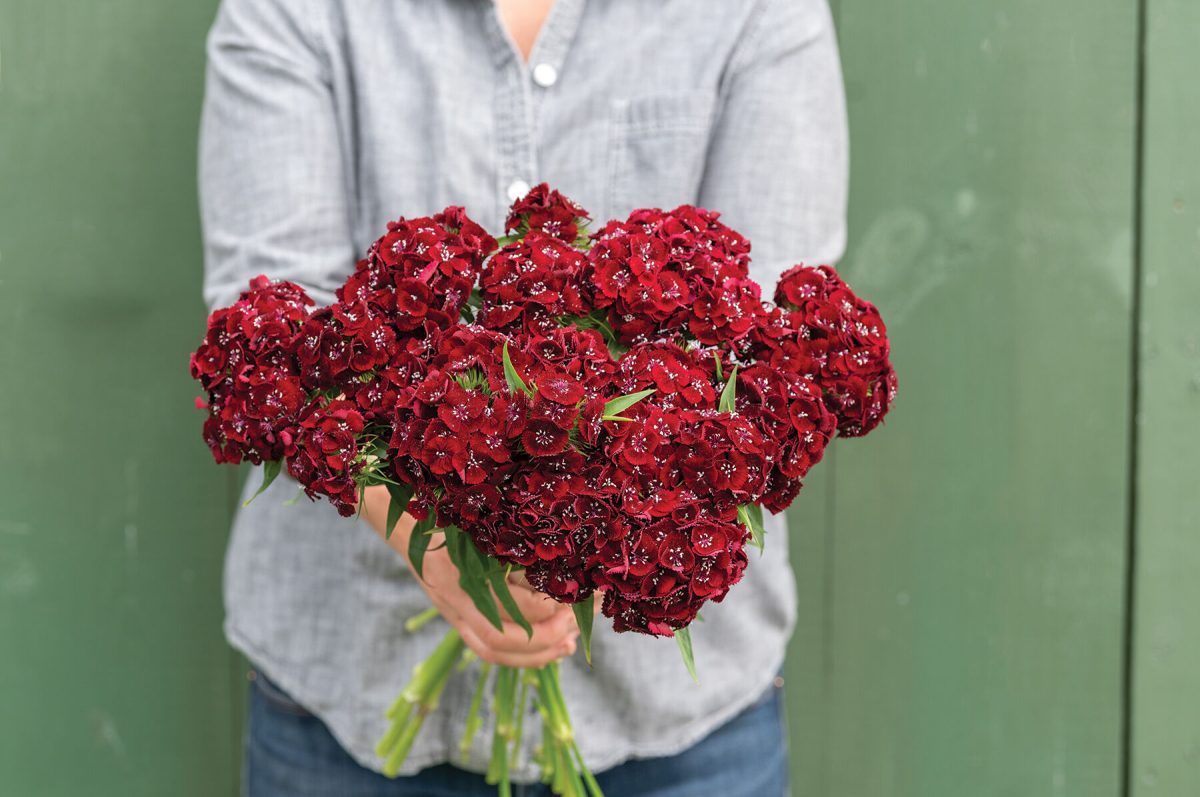 Sweet? Black Cherry - (F1) Dianthus Seed