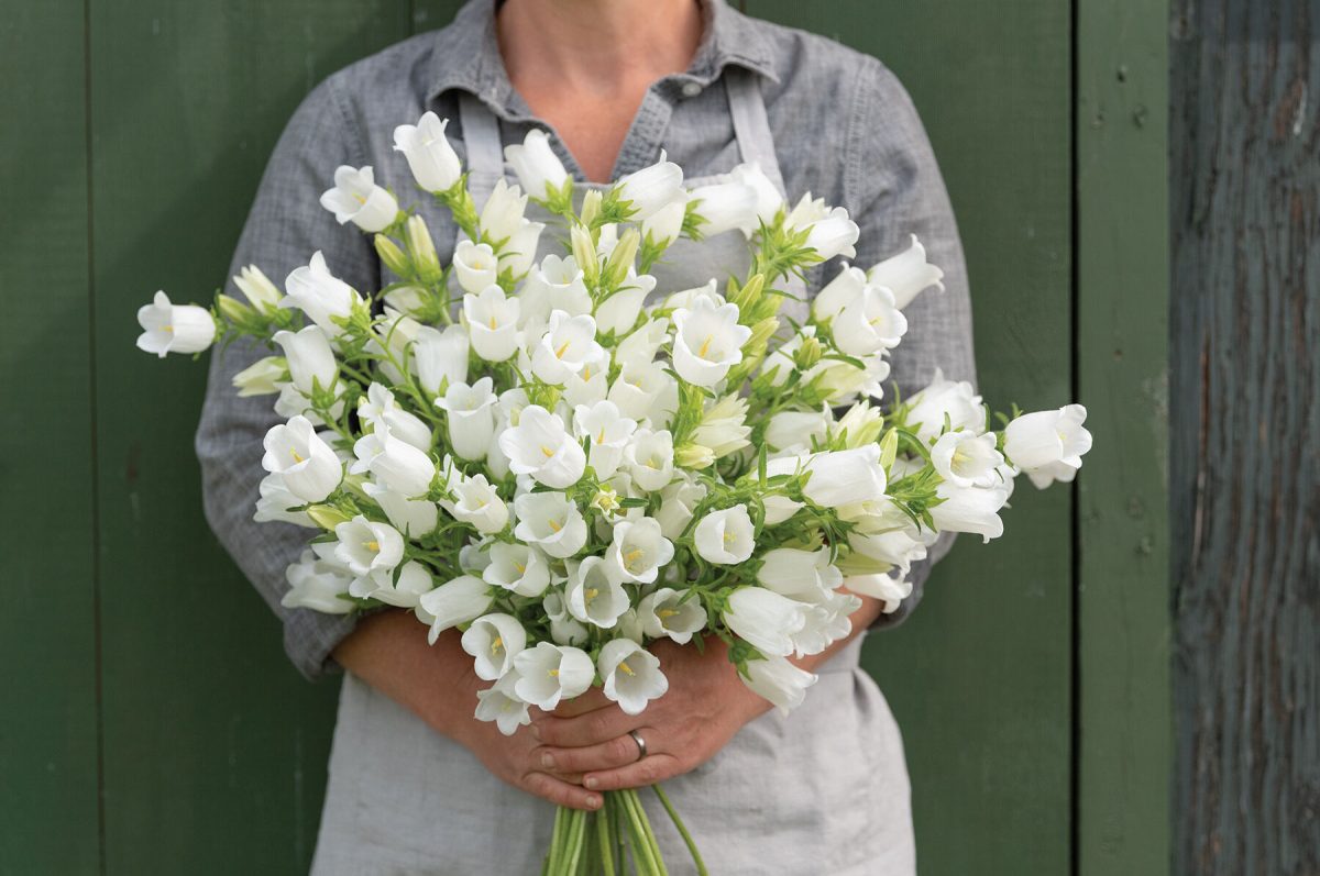 Champion White II - (F1) Campanula Seed