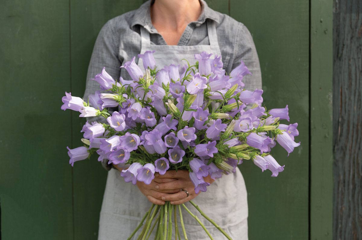 Champion Lavender - (F1) Campanula Seed