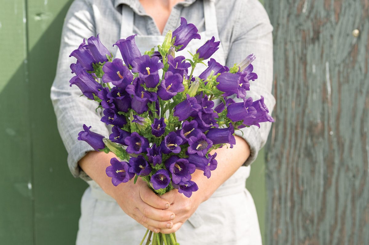 Champion Blue - (F1) Campanula Seed