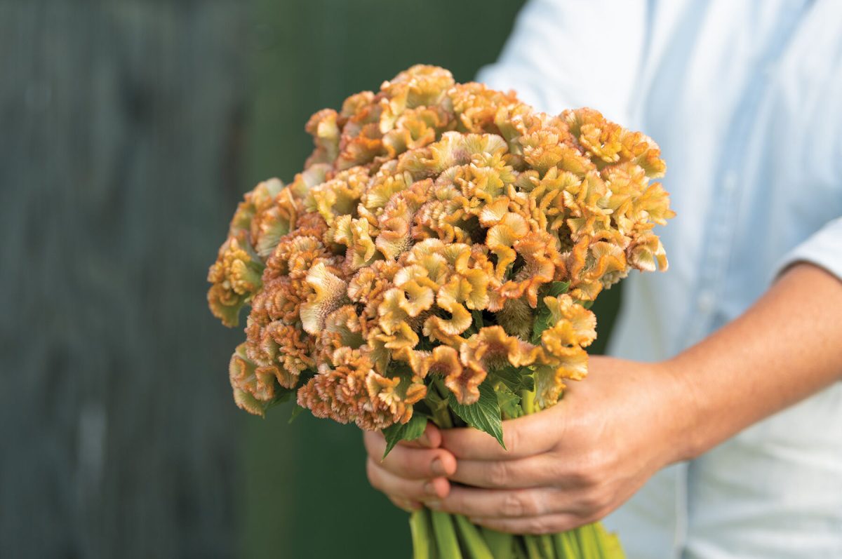 Crystal Beauty - Celosia Seed