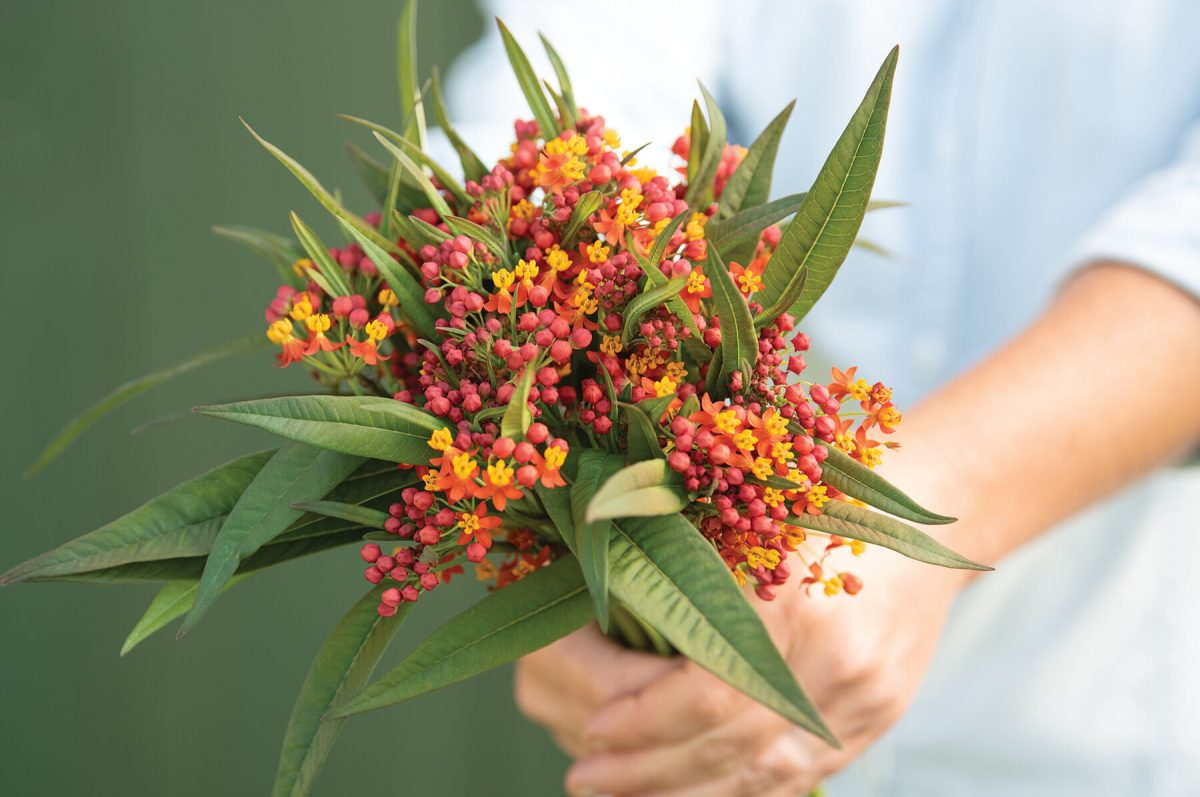 Apollo Orange - Asclepias Seed