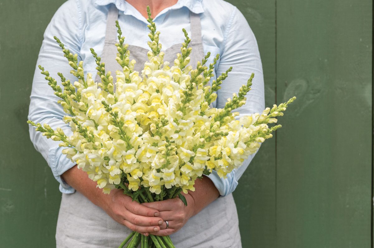 Orleans Early Lemon Yellow - (F1) Snapdragon Seed