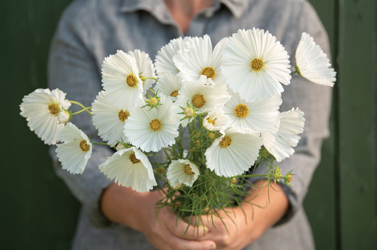 Cupcakes White - Cosmos Seed