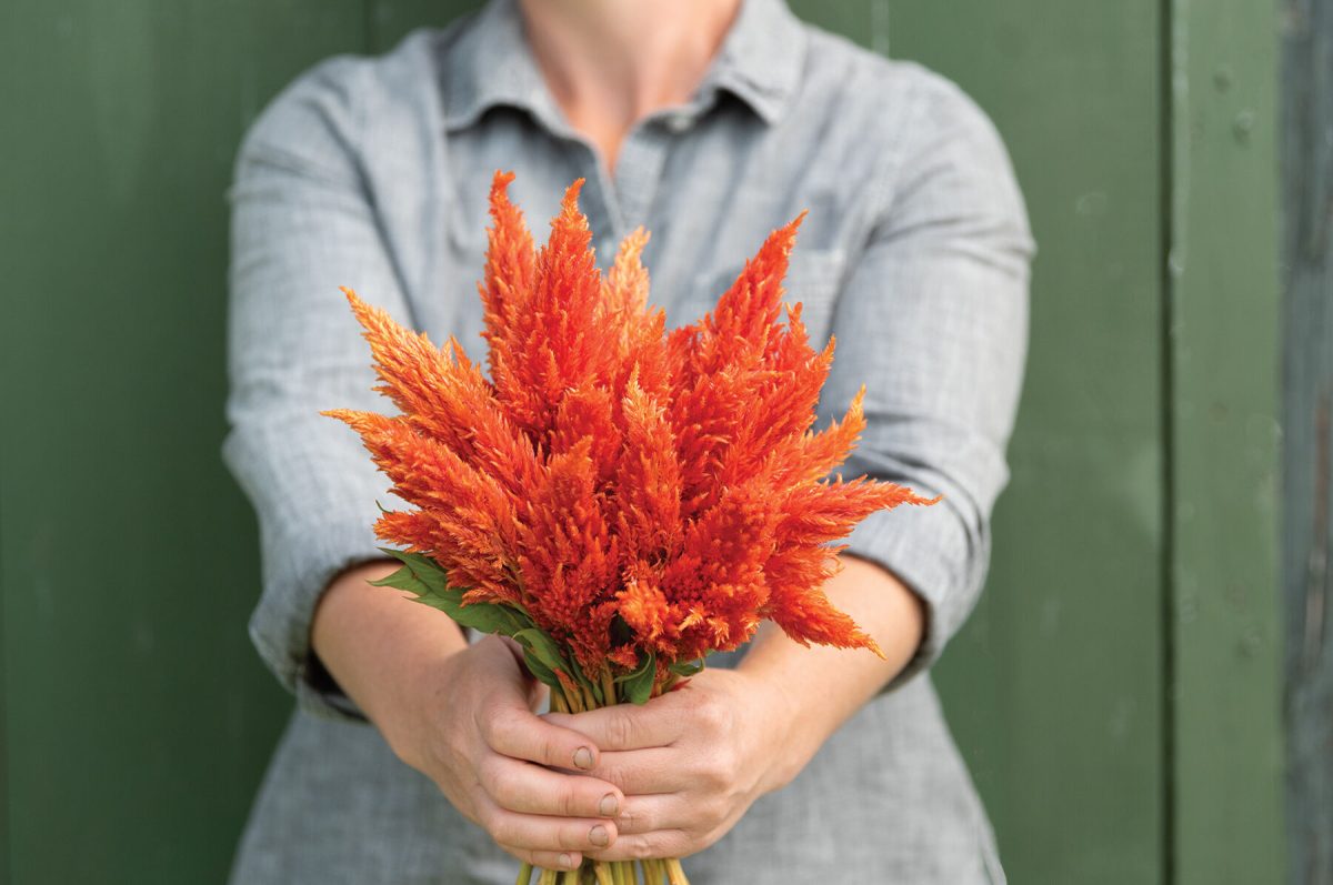 Sunday? Orange - Celosia Seed