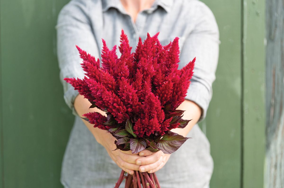 Sunday? Wine Red - Celosia Seed