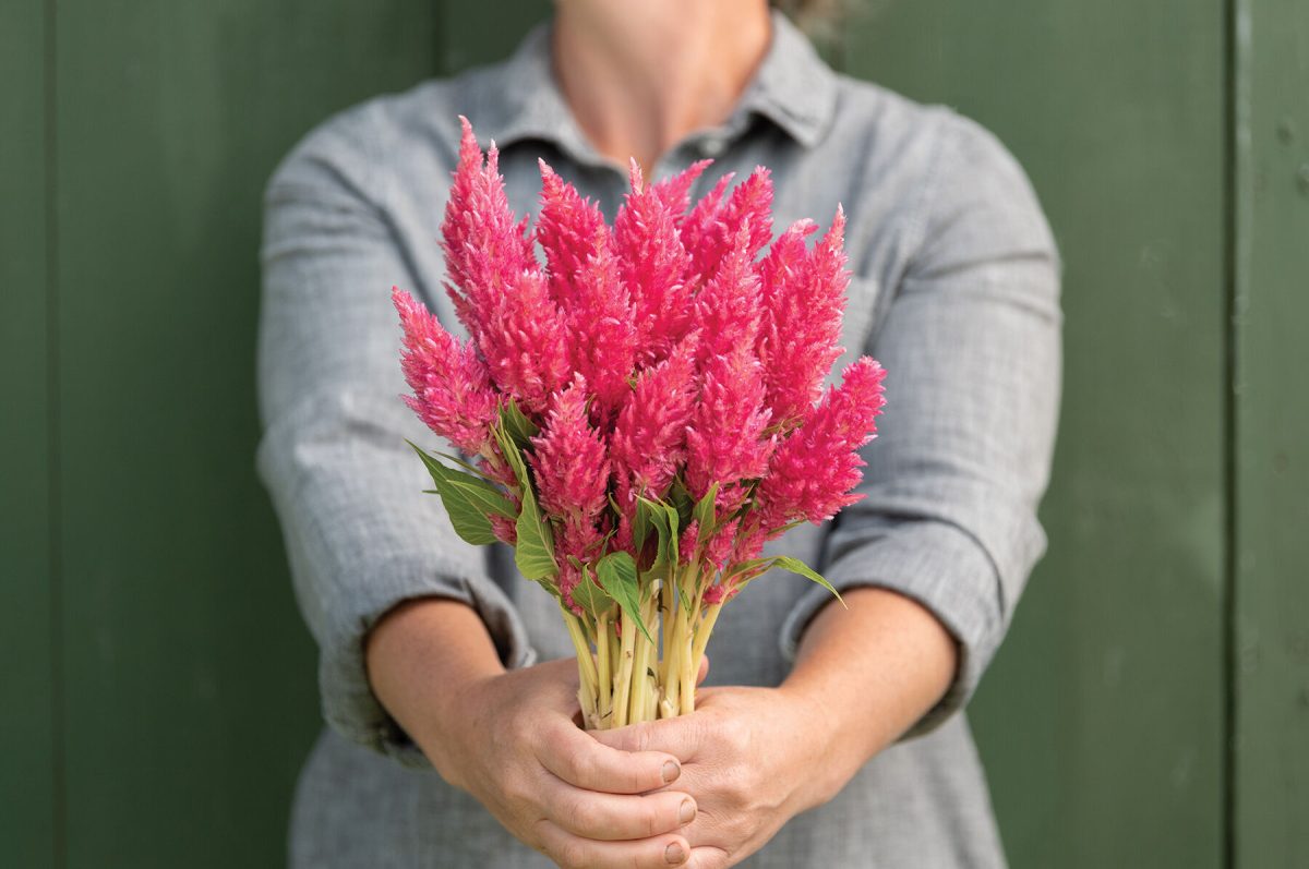 Sunday? Bright Pink - Celosia Seed