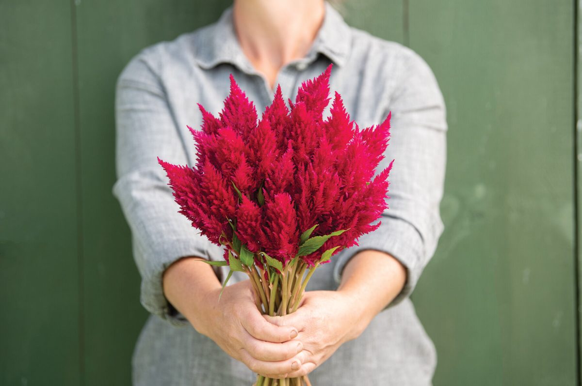 Sunday? Cherry - Celosia Seed