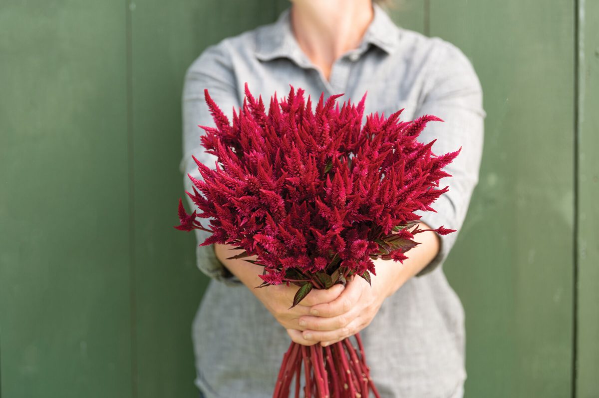 Celway? Red - Celosia Seed