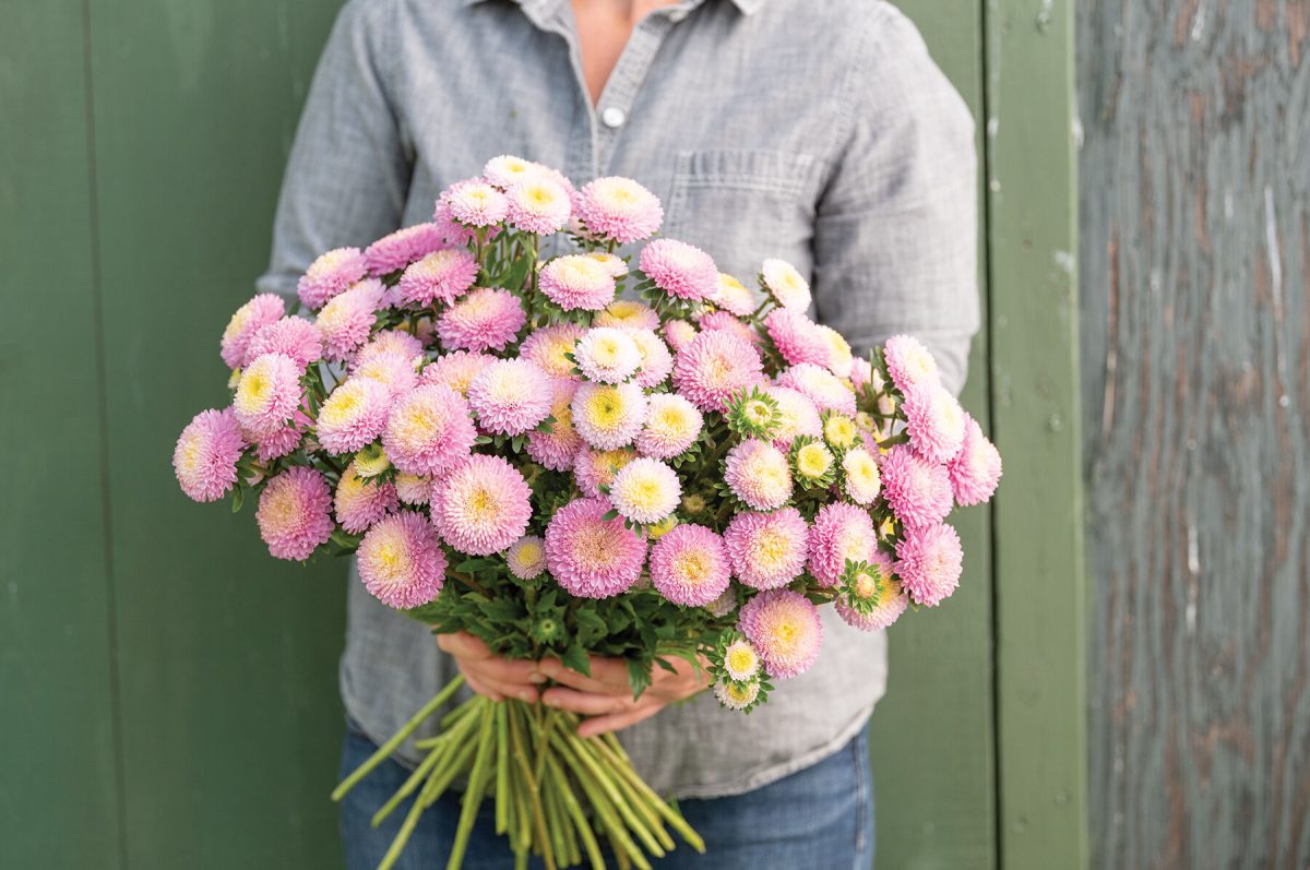 Bonita Shell Pink - Film-Coated China Aster Seed