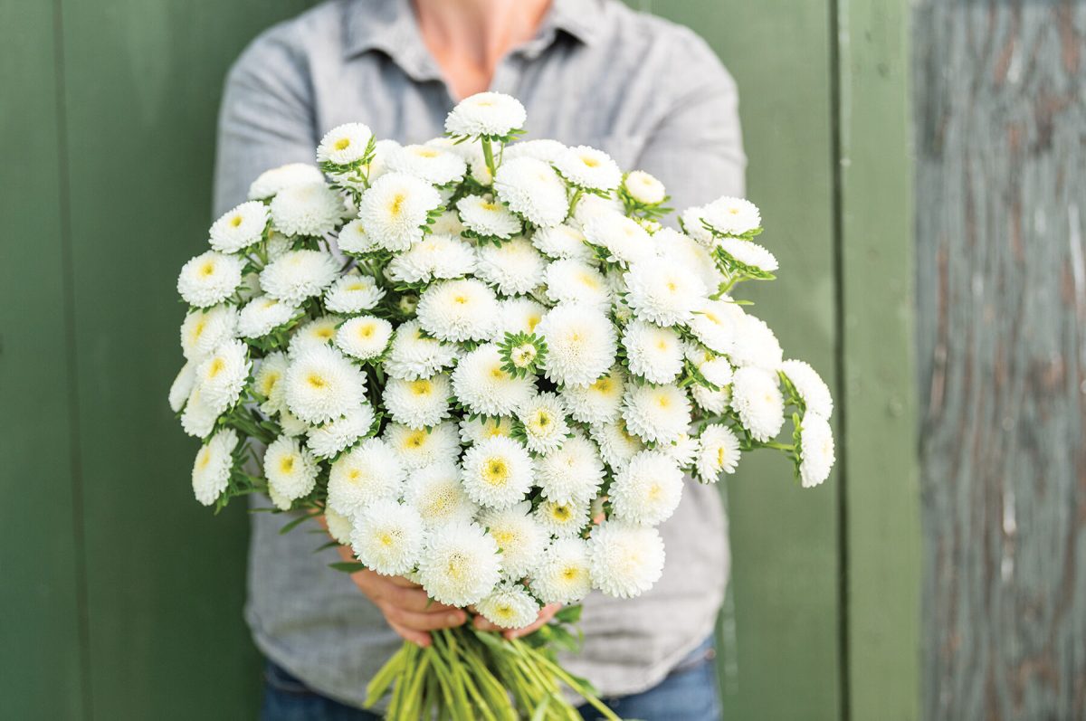 Bonita White - Film-Coated China Aster Seed