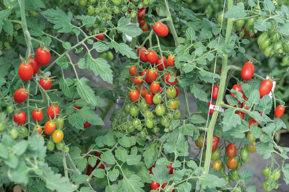 Amai - (F1) Tomato Seed