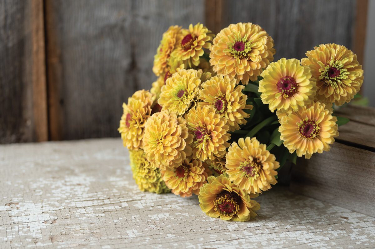 Queen Lime Peach - Zinnia Seed