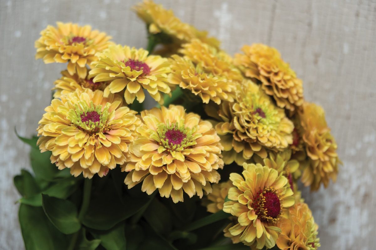 Queen Lime Peach - Zinnia Seed - Image 2