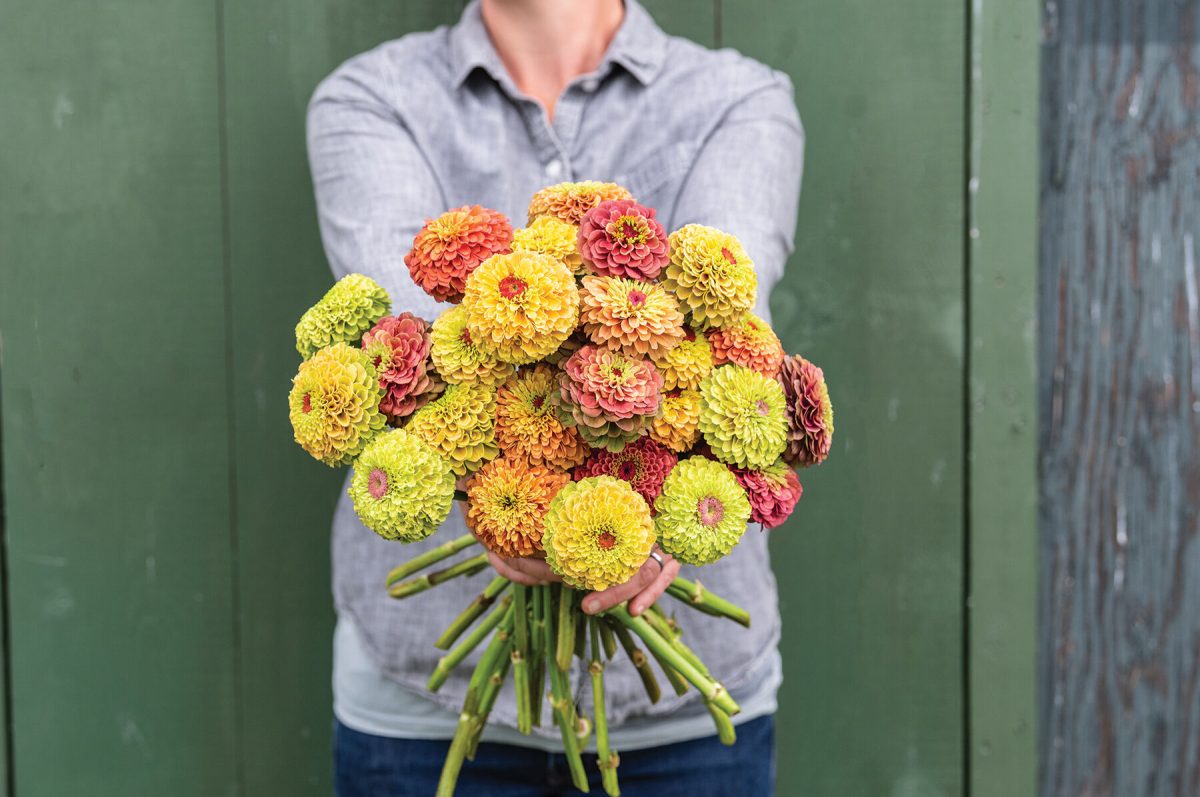 Queen Mix - Zinnia Seed