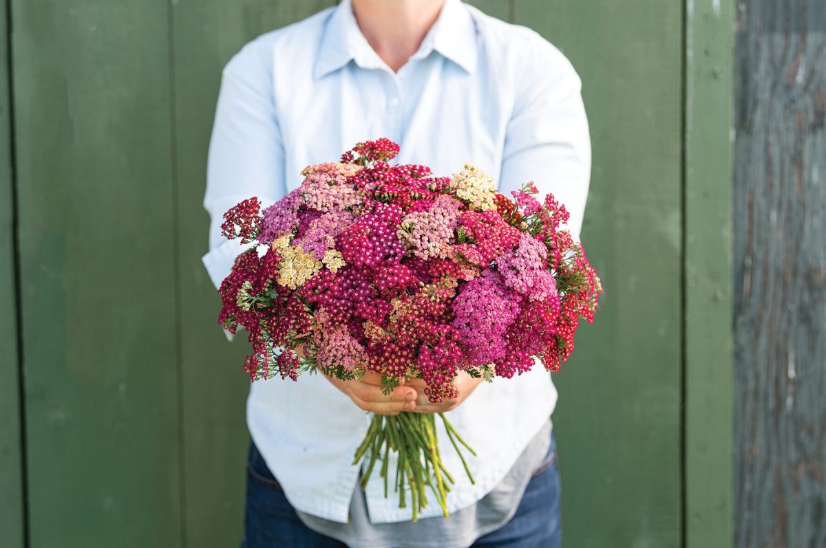 Flowerburst? Red Shades - Yarrow Seed