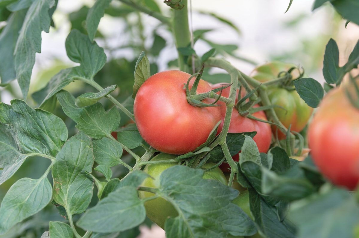 Enroza - Organic (F1) Tomato Seed - Image 2