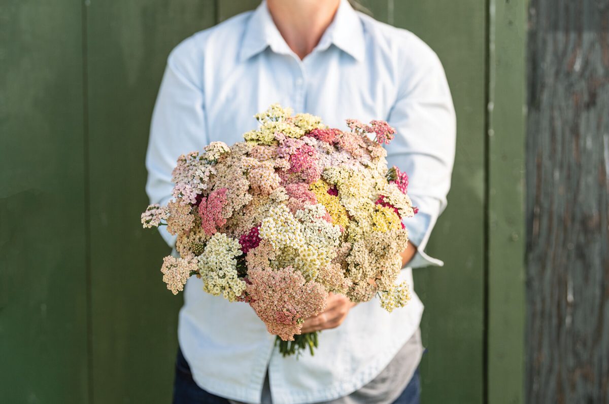 Favorite Berries - Organic Yarrow Seed