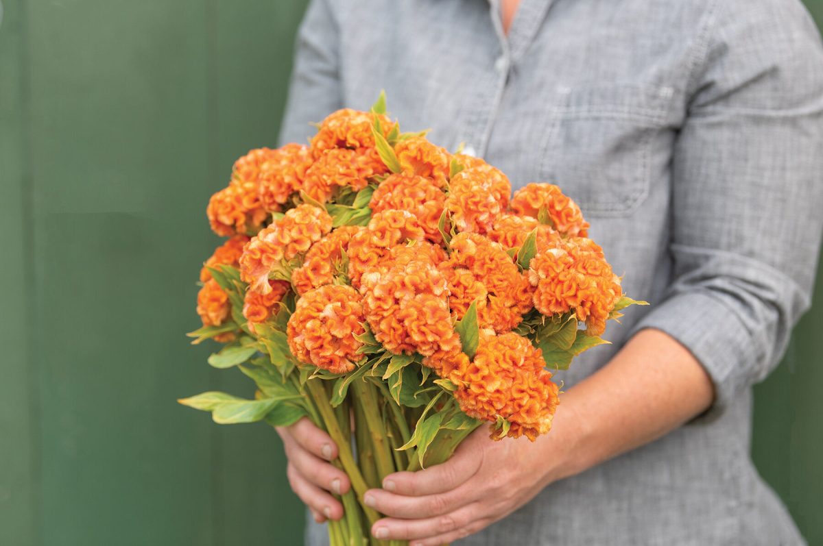 Orange Queen Improved - Celosia Seed