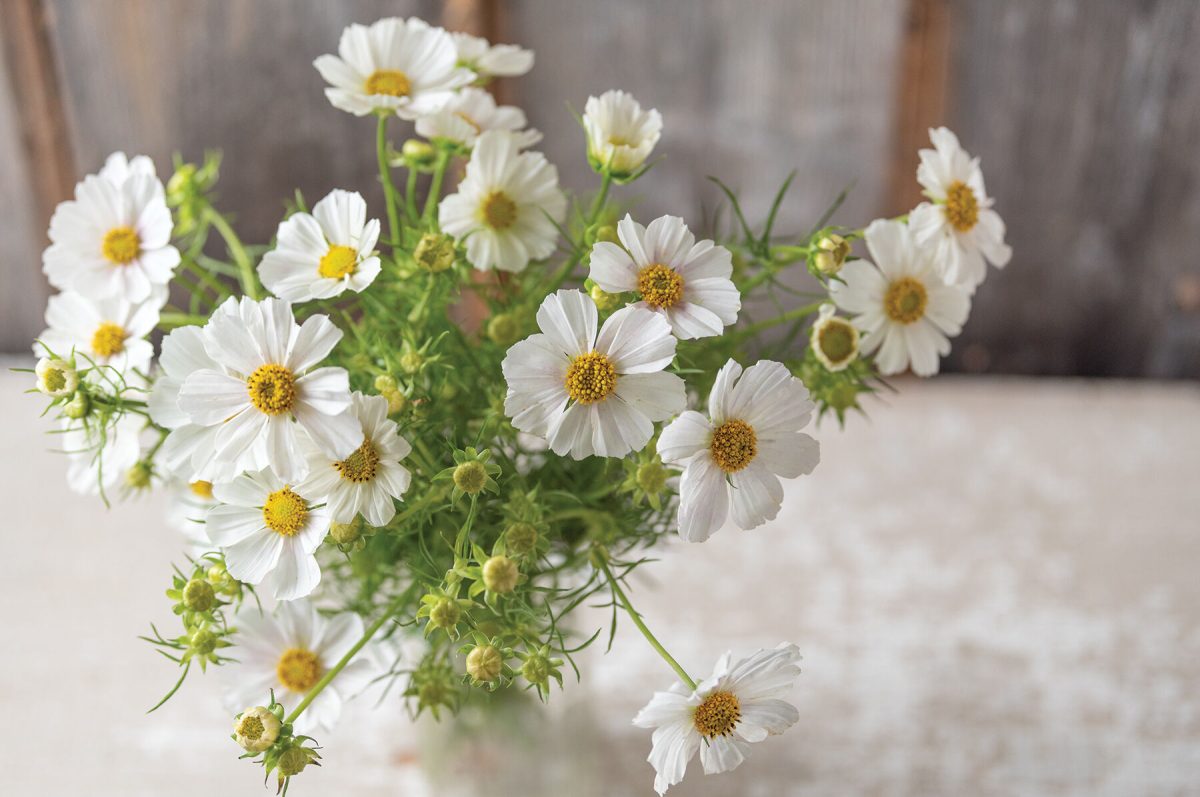 Versailles Flush - Cosmos Seed