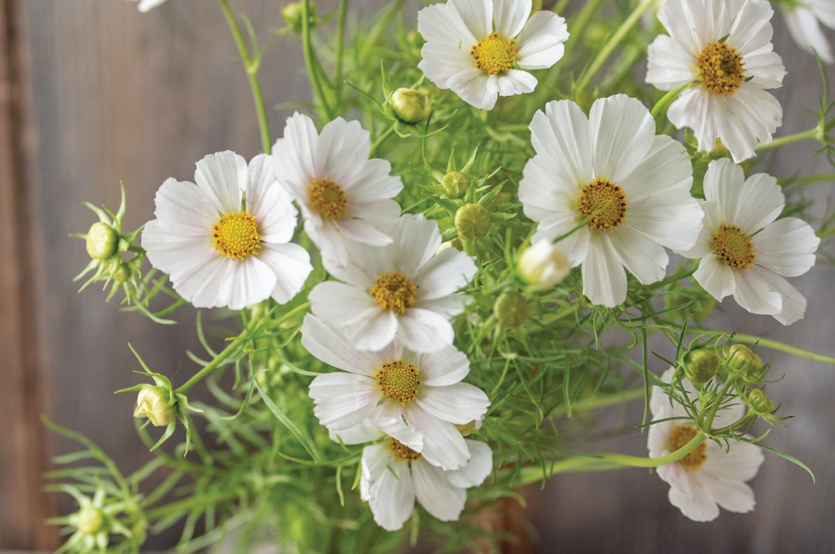 Versailles Flush - Cosmos Seed - Image 2