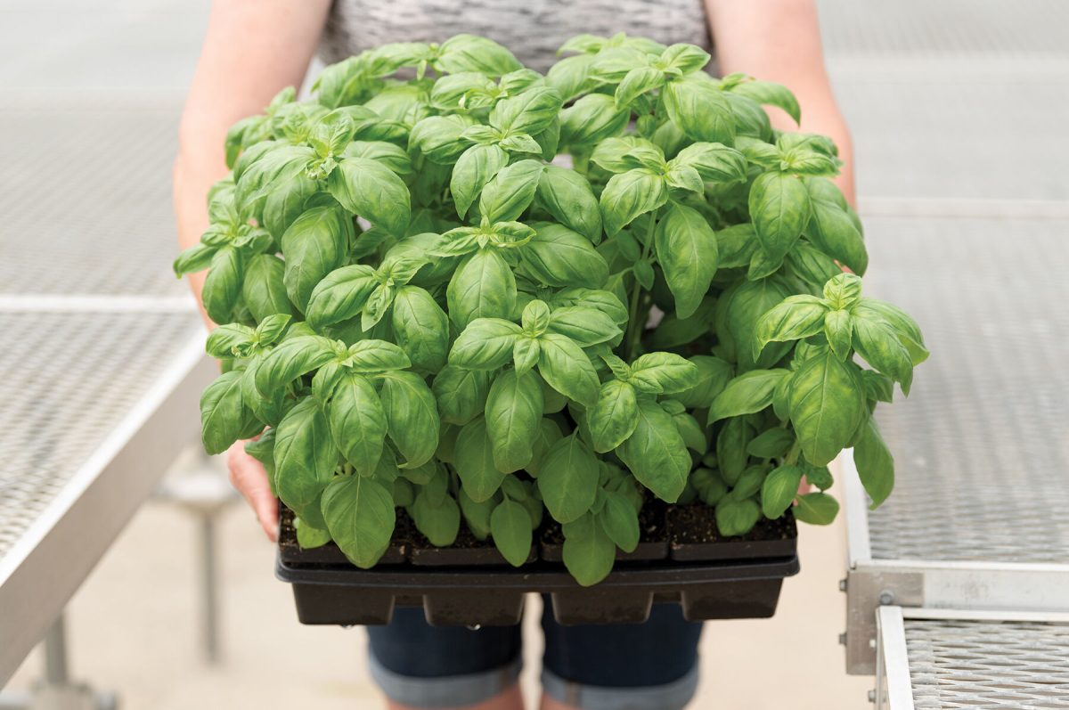 Prospera? DMR (PS5) - Organic (F1) Basil Seed