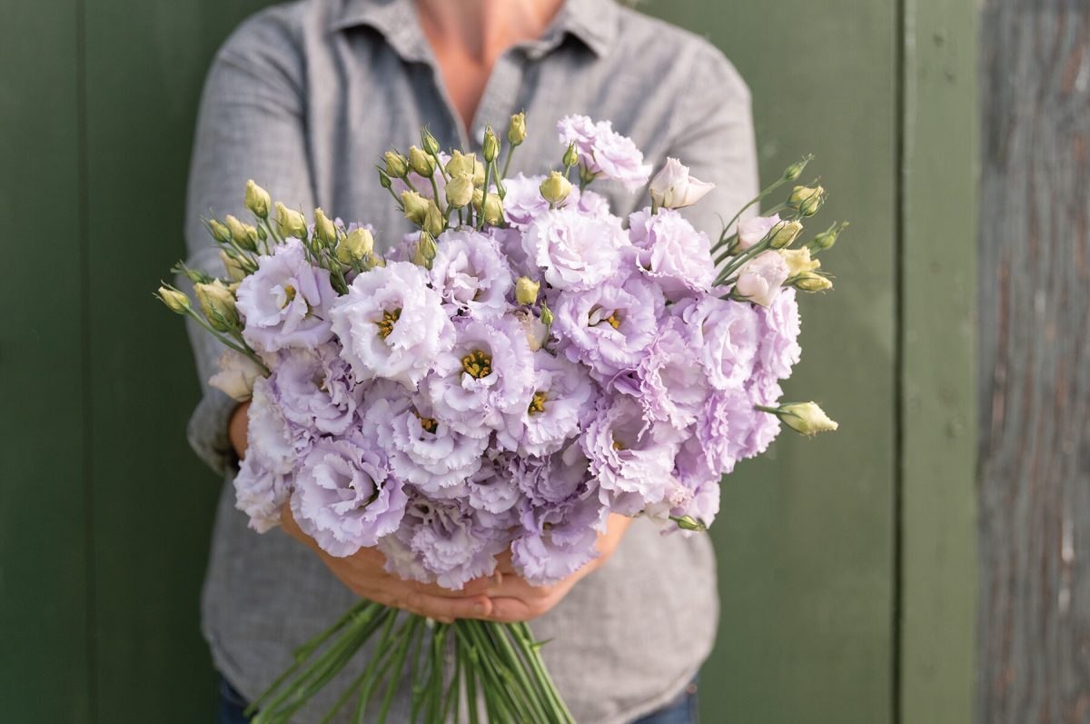 Voyage 2 Lavender - (F1) Lisianthus