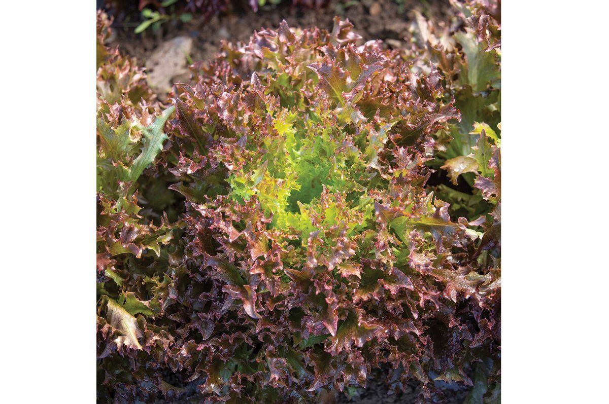 Rhone - Organic Lettuce Seed - Image 2