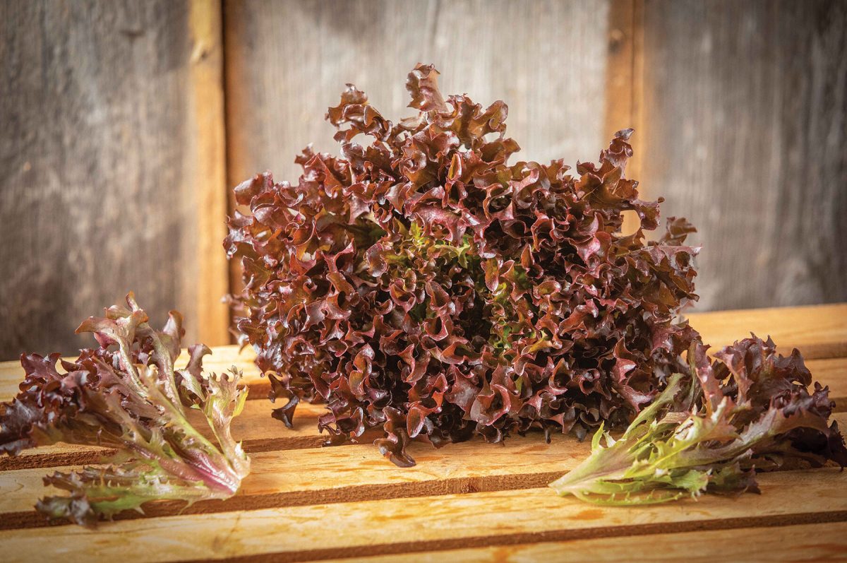 Ezflor - Organic Lettuce Seed